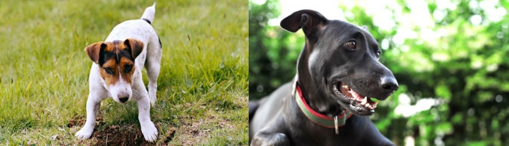 Shepard Labrador vs Russell Terrier - Breed Comparison
