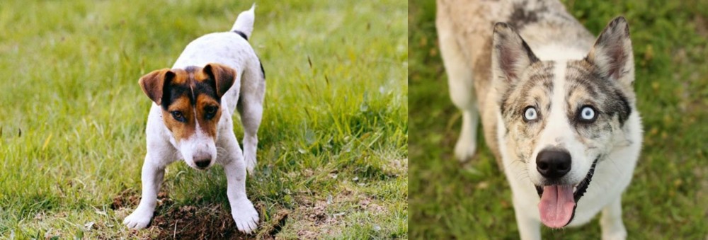 Shepherd Husky vs Russell Terrier - Breed Comparison