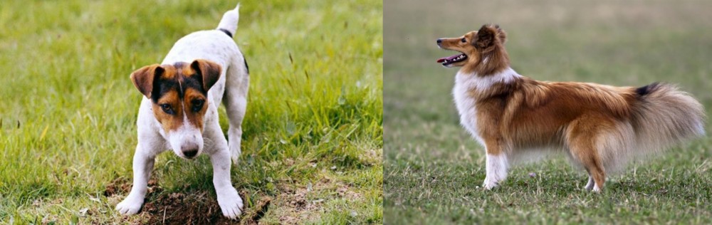 Shetland Sheepdog vs Russell Terrier - Breed Comparison