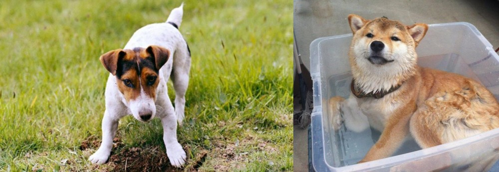 Shiba Inu vs Russell Terrier - Breed Comparison