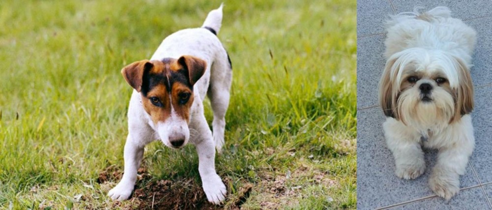 Shih Tzu vs Russell Terrier - Breed Comparison