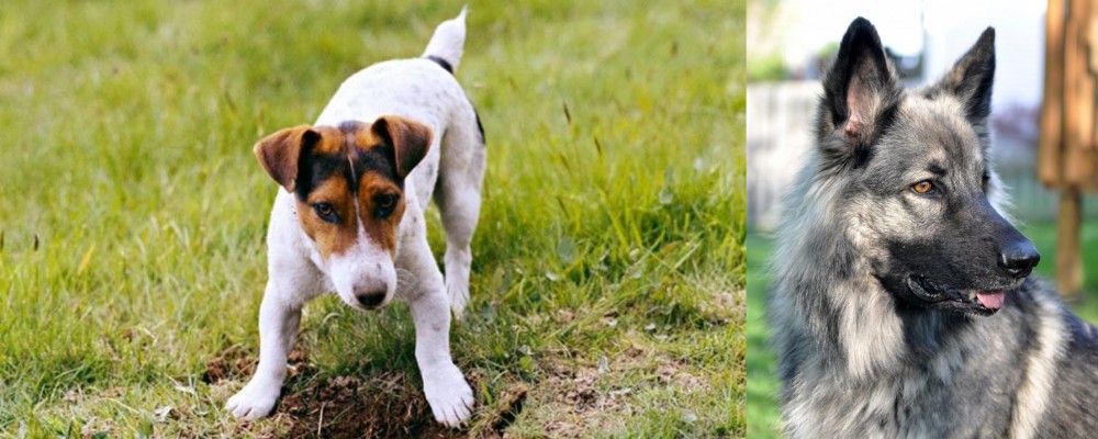 Shiloh Shepherd vs Russell Terrier - Breed Comparison