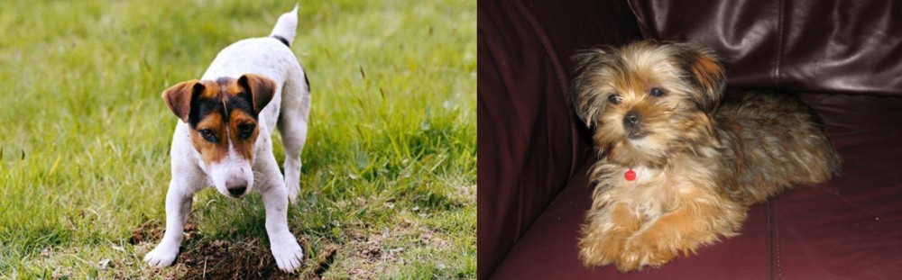 Shorkie vs Russell Terrier - Breed Comparison