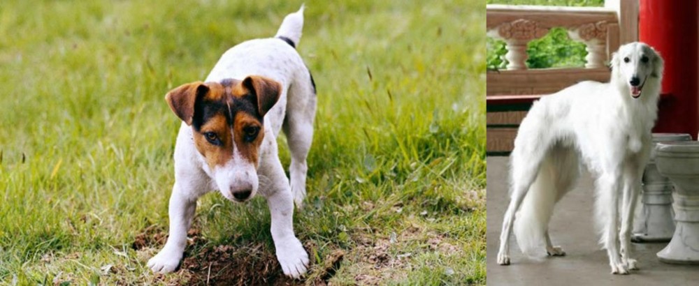 Silken Windhound vs Russell Terrier - Breed Comparison