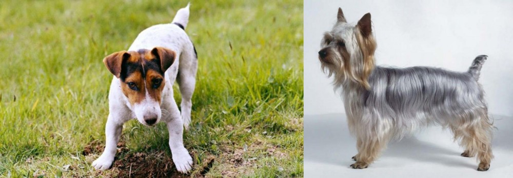 Silky Terrier vs Russell Terrier - Breed Comparison