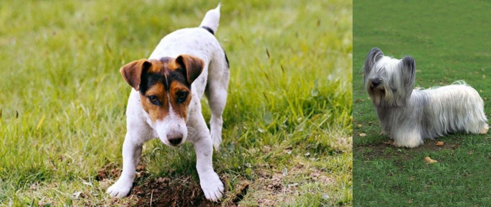Skye Terrier vs Russell Terrier - Breed Comparison