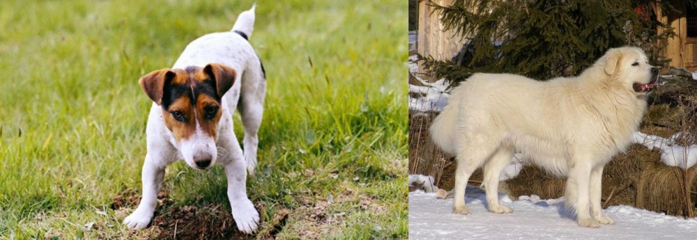 Slovak Cuvac vs Russell Terrier - Breed Comparison