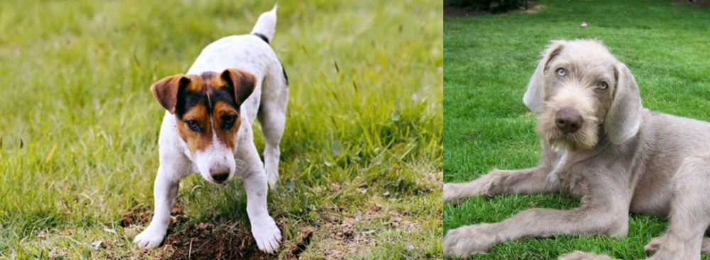 Slovakian Rough Haired Pointer vs Russell Terrier - Breed Comparison
