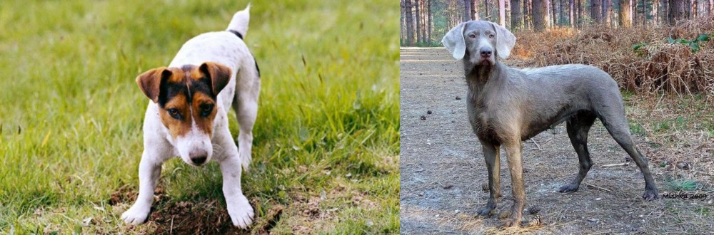 Slovensky Hrubosrsty Stavac vs Russell Terrier - Breed Comparison
