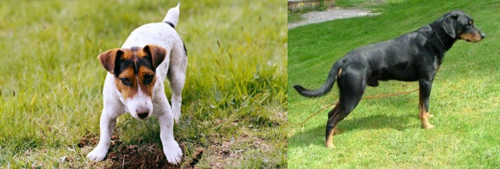 Smalandsstovare vs Russell Terrier - Breed Comparison