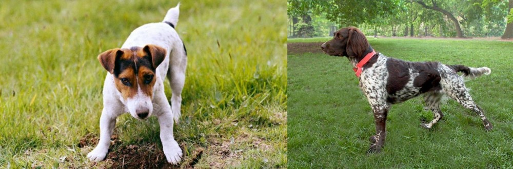 Small Munsterlander vs Russell Terrier - Breed Comparison