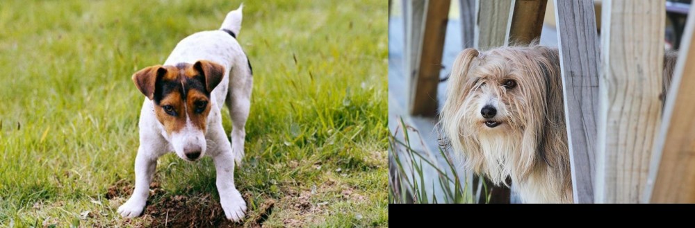 Smithfield vs Russell Terrier - Breed Comparison