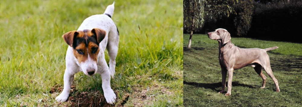 Smooth Haired Weimaraner vs Russell Terrier - Breed Comparison