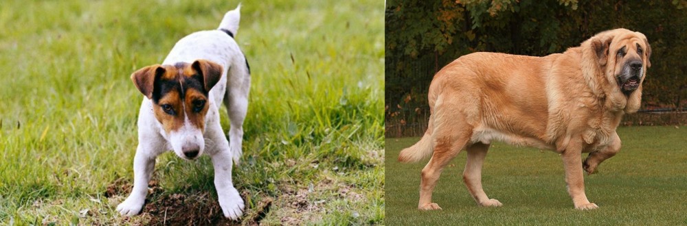 Spanish Mastiff vs Russell Terrier - Breed Comparison