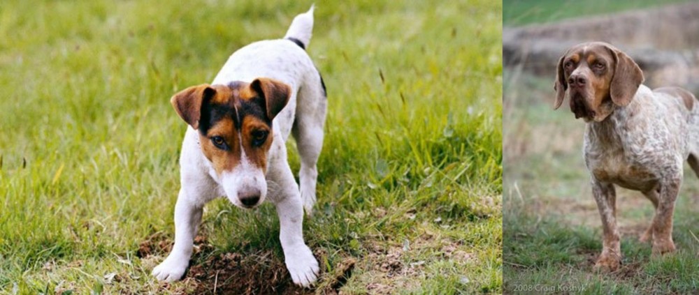 Spanish Pointer vs Russell Terrier - Breed Comparison