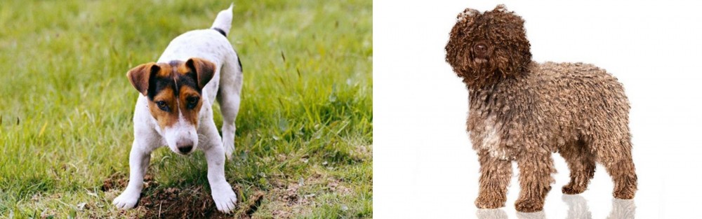 Spanish Water Dog vs Russell Terrier - Breed Comparison