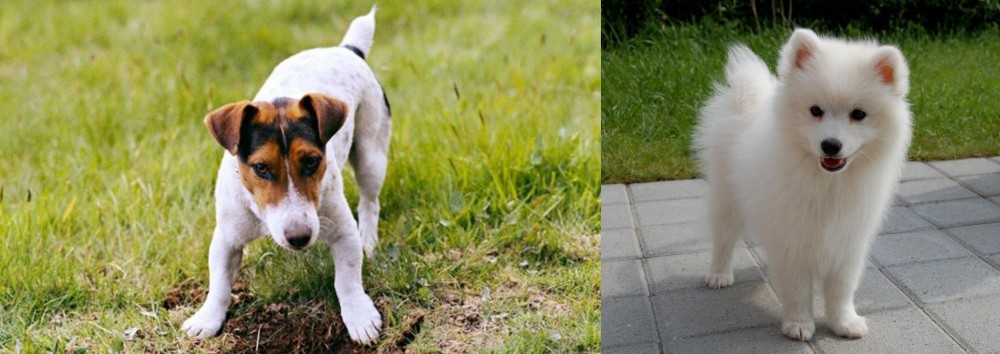 Spitz vs Russell Terrier - Breed Comparison
