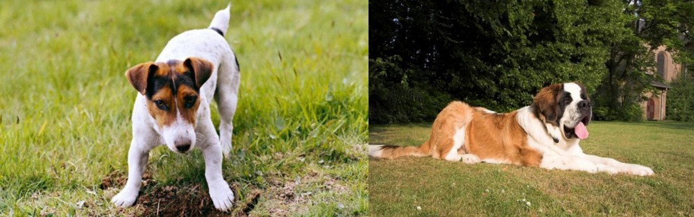 St. Bernard vs Russell Terrier - Breed Comparison