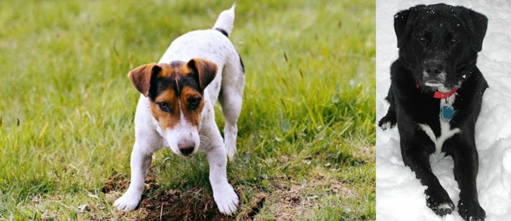 St. John's Water Dog vs Russell Terrier - Breed Comparison