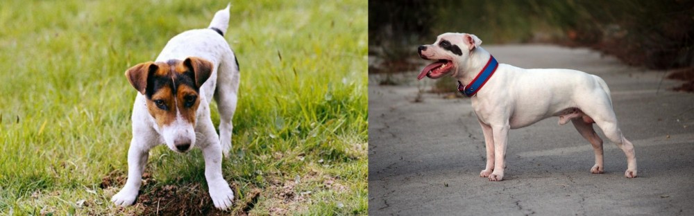 Staffordshire Bull Terrier vs Russell Terrier - Breed Comparison