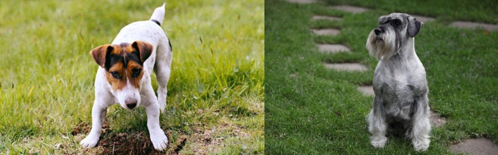 Standard Schnauzer vs Russell Terrier - Breed Comparison