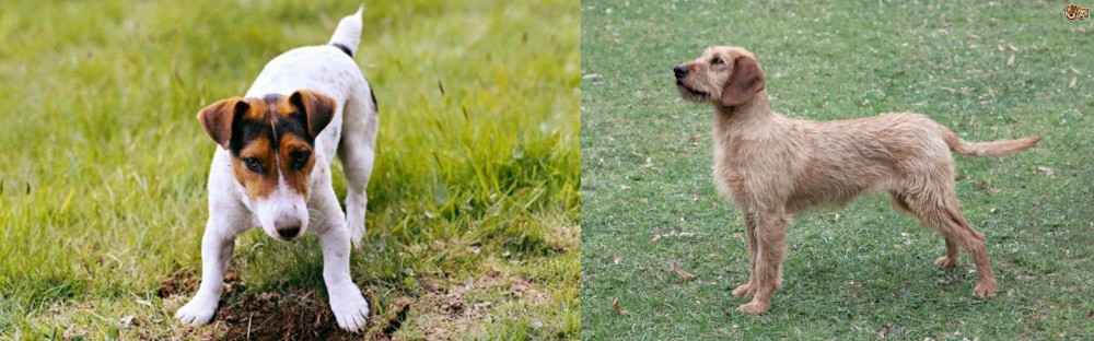 Styrian Coarse Haired Hound vs Russell Terrier - Breed Comparison