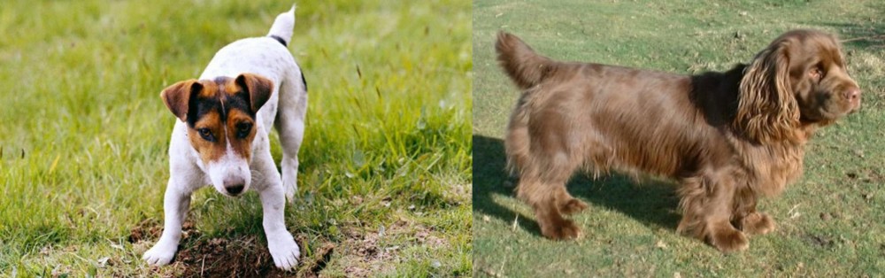 Sussex Spaniel vs Russell Terrier - Breed Comparison