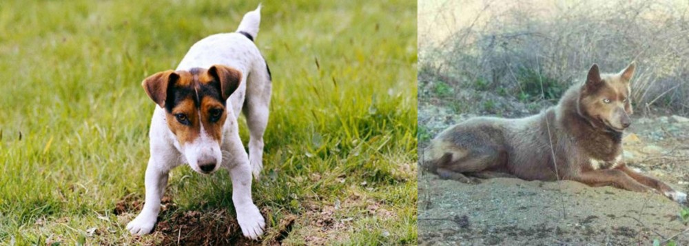 Tahltan Bear Dog vs Russell Terrier - Breed Comparison