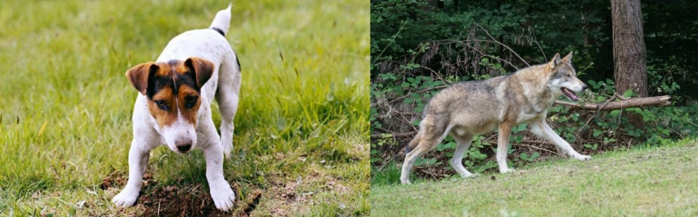 Tamaskan vs Russell Terrier - Breed Comparison