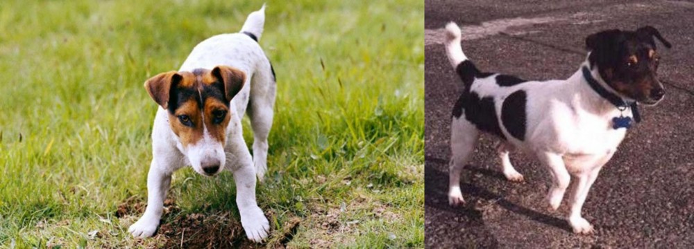 Teddy Roosevelt Terrier vs Russell Terrier - Breed Comparison