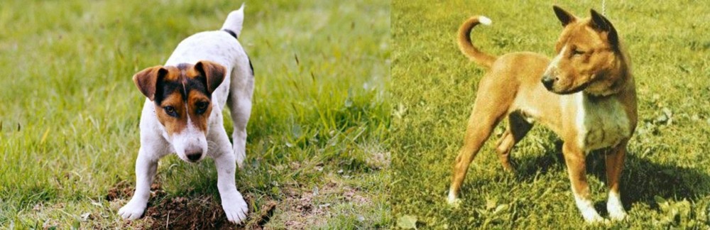 Telomian vs Russell Terrier - Breed Comparison