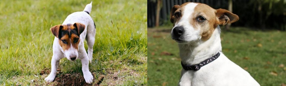 Tenterfield Terrier vs Russell Terrier - Breed Comparison