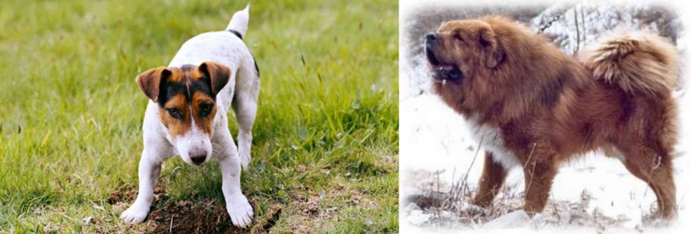 Tibetan Kyi Apso vs Russell Terrier - Breed Comparison