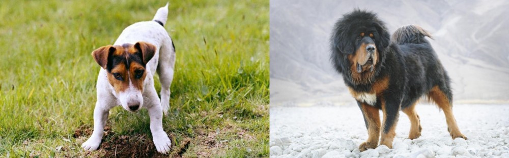Tibetan Mastiff vs Russell Terrier - Breed Comparison