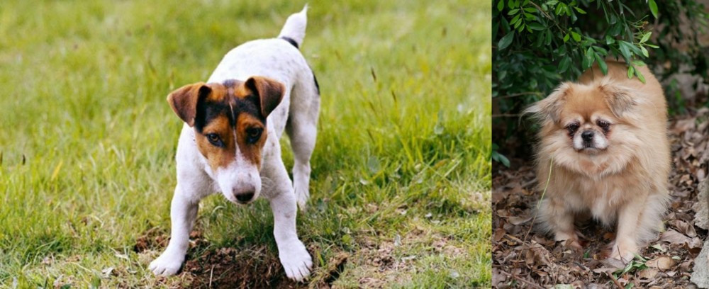 Tibetan Spaniel vs Russell Terrier - Breed Comparison