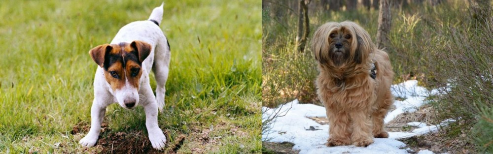 Tibetan Terrier vs Russell Terrier - Breed Comparison