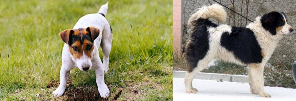 Tornjak vs Russell Terrier - Breed Comparison