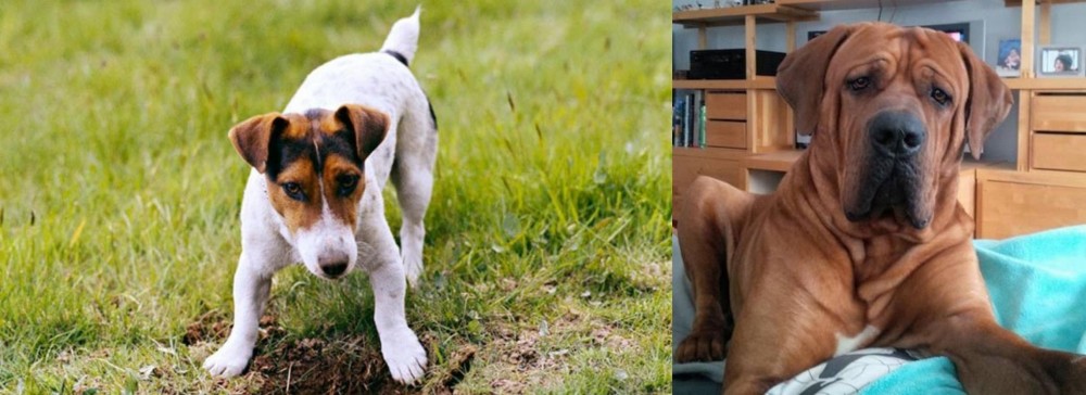 Tosa vs Russell Terrier - Breed Comparison