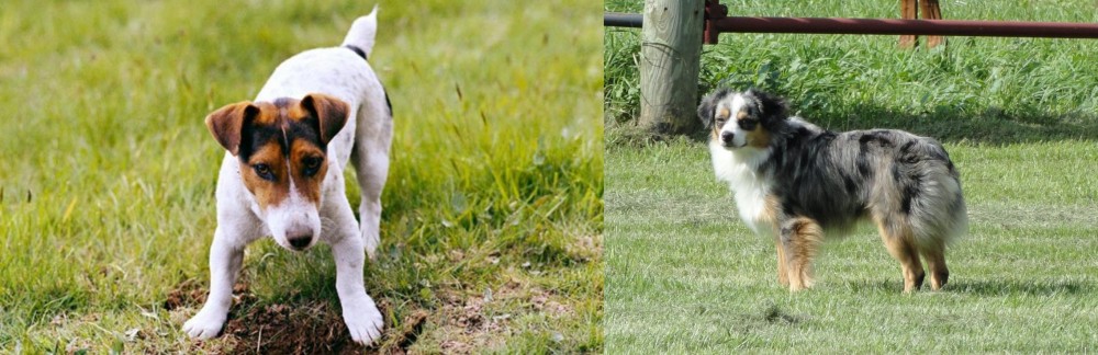 Toy Australian Shepherd vs Russell Terrier - Breed Comparison