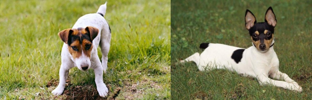 Toy Fox Terrier vs Russell Terrier - Breed Comparison