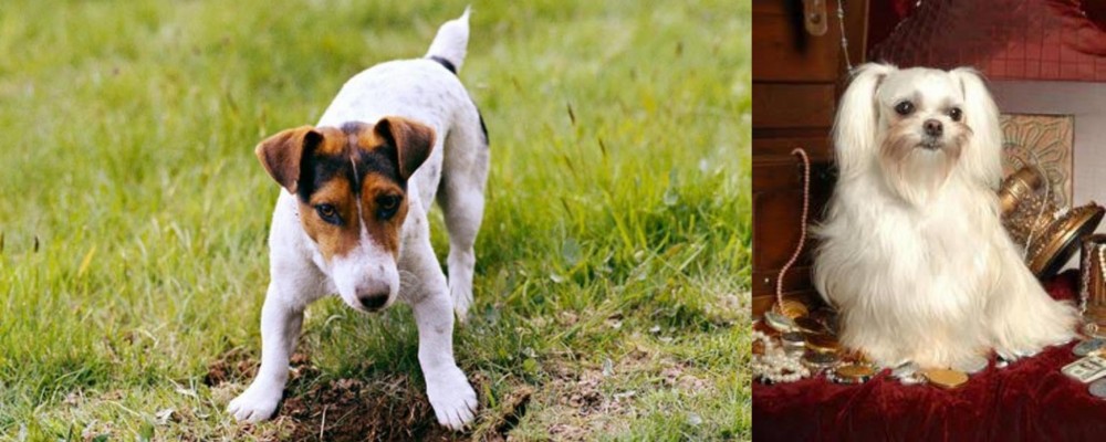 Toy Mi-Ki vs Russell Terrier - Breed Comparison