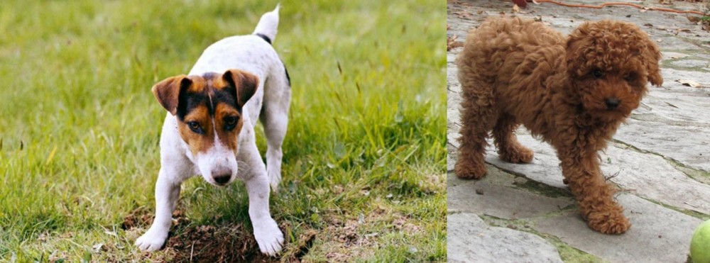Toy Poodle vs Russell Terrier - Breed Comparison