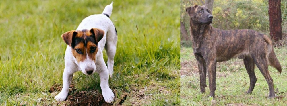 Treeing Tennessee Brindle vs Russell Terrier - Breed Comparison