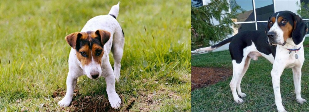 Treeing Walker Coonhound vs Russell Terrier - Breed Comparison