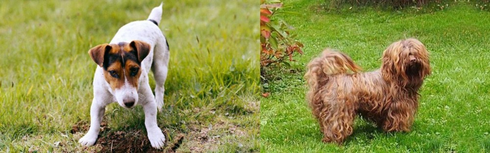 Tsvetnaya Bolonka vs Russell Terrier - Breed Comparison
