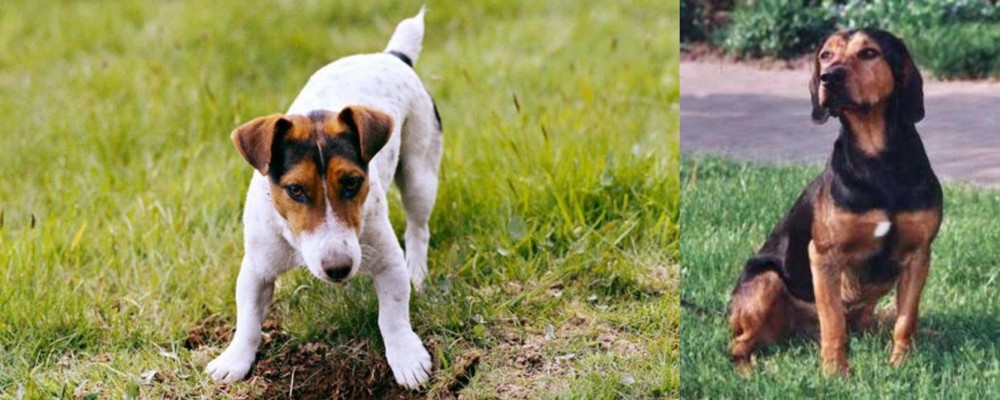 Tyrolean Hound vs Russell Terrier - Breed Comparison