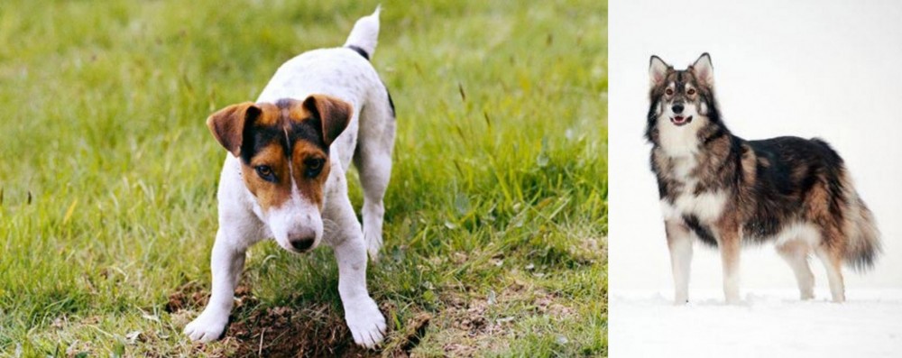 Utonagan vs Russell Terrier - Breed Comparison