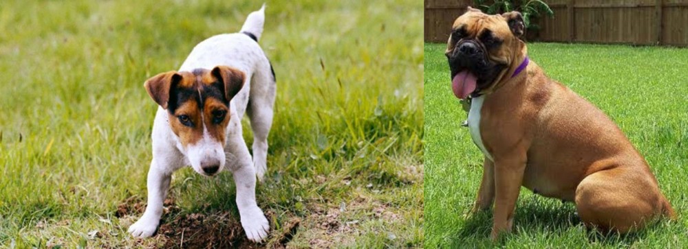 Valley Bulldog vs Russell Terrier - Breed Comparison