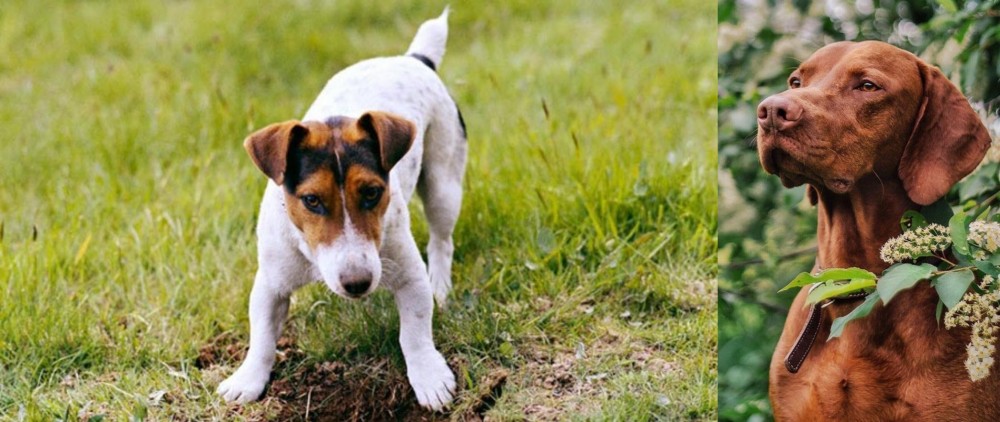 Vizsla vs Russell Terrier - Breed Comparison