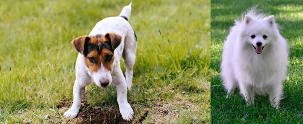 Volpino Italiano vs Russell Terrier - Breed Comparison